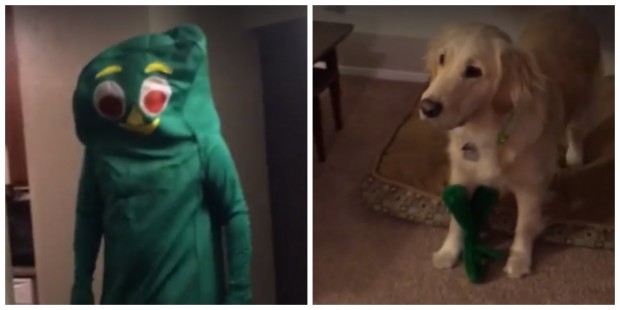 Veja a hilária reação desse cachorro ao ver seu dono fantasiado como seu brinquedo favorito