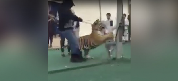 Tigre “de estimação” ataca criança, mas menina sobrevive
