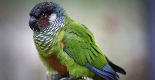 Tiriba-de-orelha-branca no zoológico da capital mineira. Foto: Daniel Alves/Fundação Zoo-Botânica de Belo Horizonte.