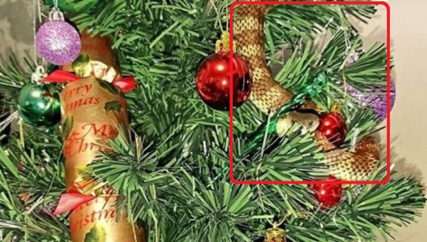 Mulher encontra cobra venenosa em sua árvore de Natal