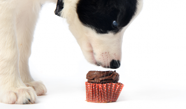 Por que você nunca deve dar chocolate para seu cão ou gato